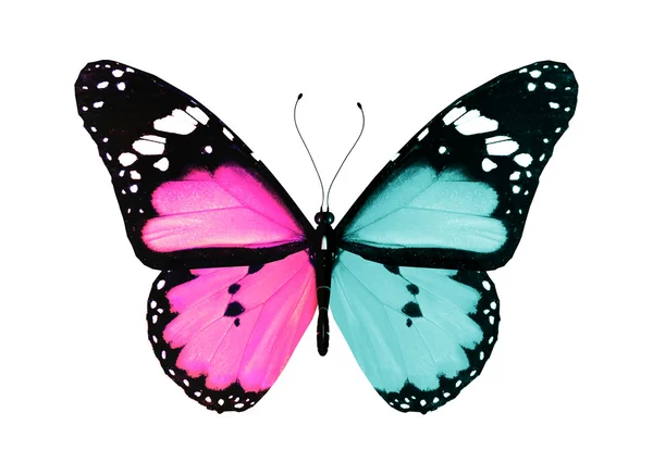 Uçuş, izole üzerinde beyaz bac mavi ve pembe kanatlı kelebek — Stok fotoğraf