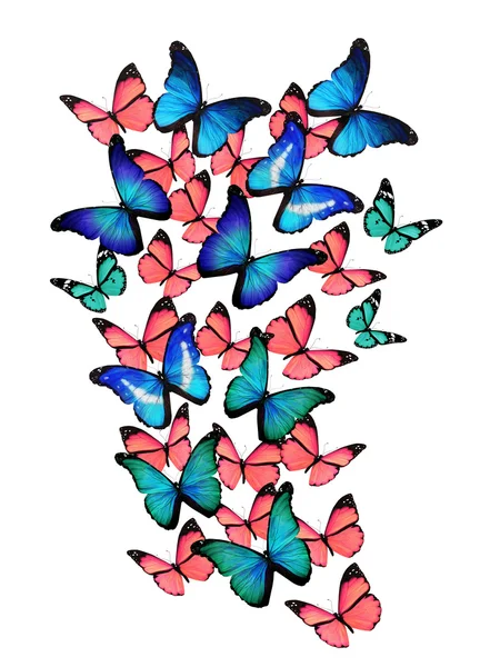 Vele verschillende buterflies, geïsoleerd op wit — Stockfoto