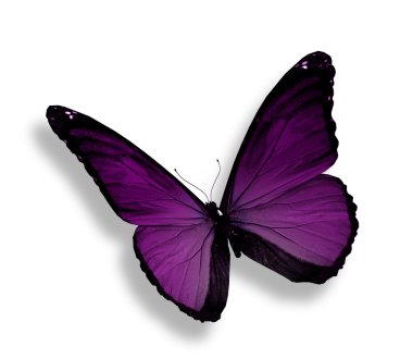 Dark violet butterfly, isolated on white clipart