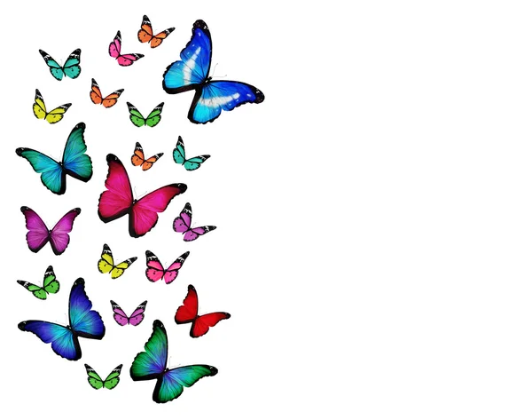 Vele verschillende vlinders, geïsoleerd op witte achtergrond — Stockfoto