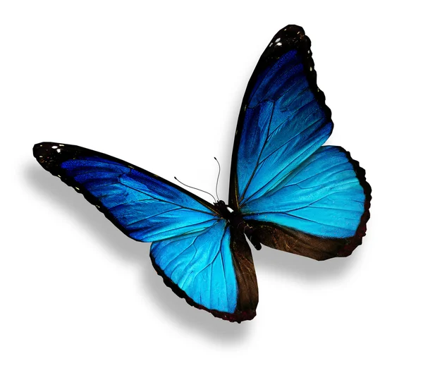 Μπλε πεταλούδα, που απομονώνονται σε λευκό — Φωτογραφία Αρχείου