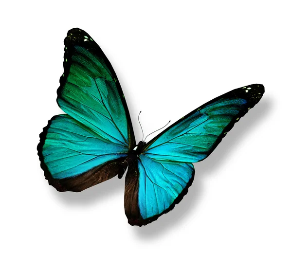 Бирюзовая бабочка, изолированная на белом — стоковое фото