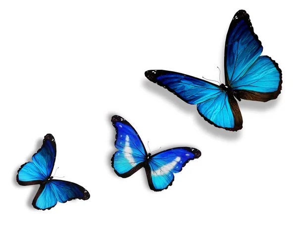 Три синие бабочки, изолированные на белом — стоковое фото