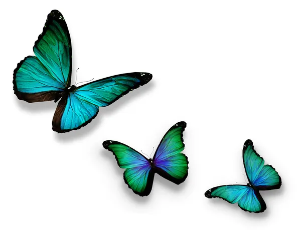 Três borboletas azul-turquesa, isoladas em branco — Fotografia de Stock