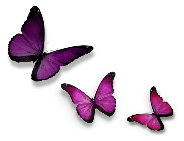 Drei violette Schmetterlinge, isoliert auf weiß — Stockfoto