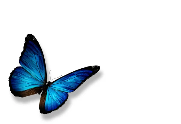 Mariposa azul, aislada sobre fondo blanco — Foto de Stock