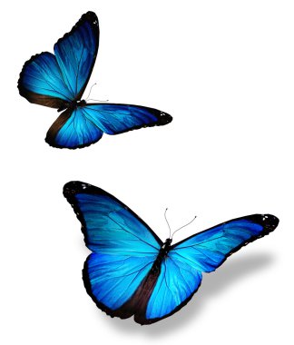 Two blue butterfly, isolated on white clipart