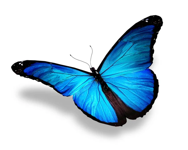 孤立在白色的蓝蝴蝶 — 图库照片