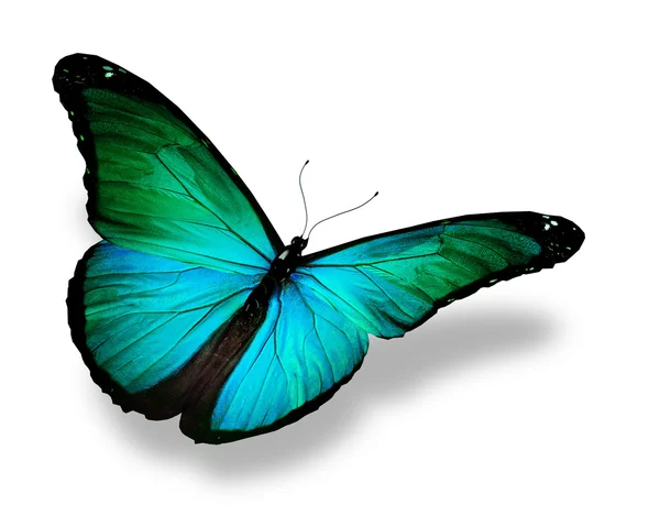 Tyrkysový motýl, izolované na bílém — Stock fotografie