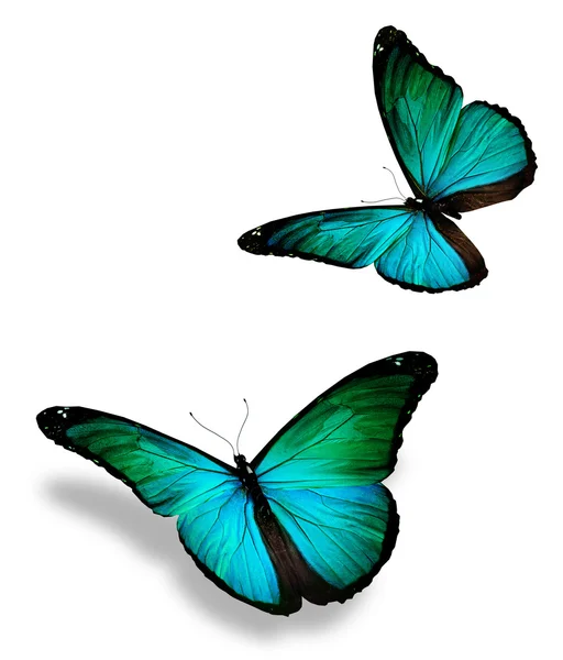 Duas borboletas azul-turquesa, isoladas em branco — Fotografia de Stock