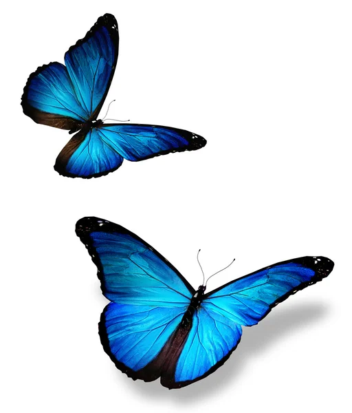 Due farfalle blu, isolate su bianco — Foto Stock