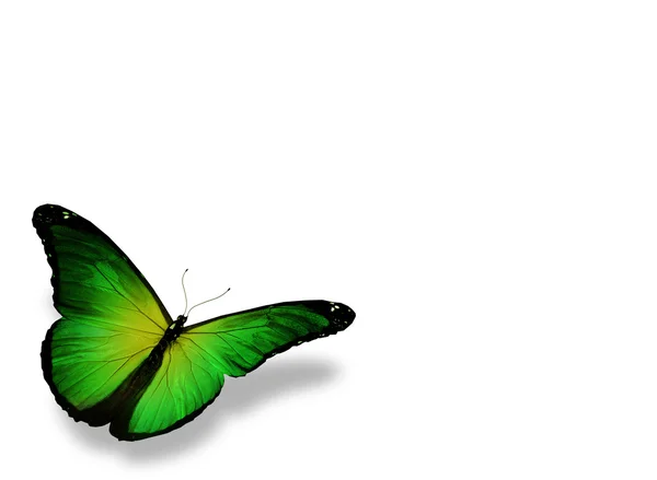 Beyaz izole yeşil kelebek — Stok fotoğraf