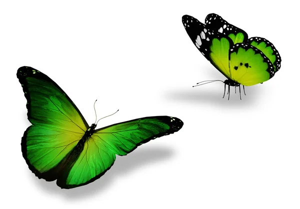 白で隔離される 2 つの緑蝶 — ストック写真