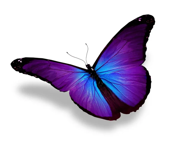 紫蝴蝶，孤立在白色 — 图库照片