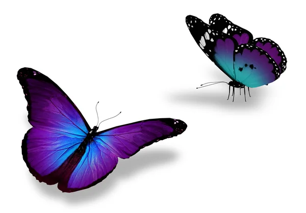 Duas borboletas violetas, isoladas em branco — Fotografia de Stock