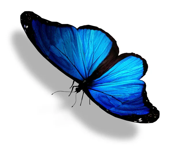 Blå fjäril flyger, isolerade på vit — Stockfoto
