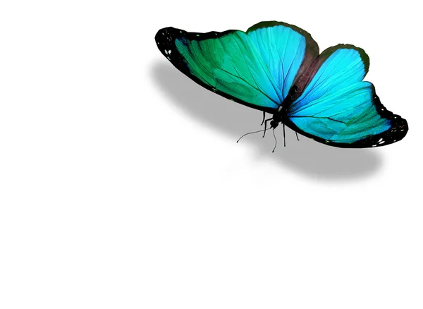 白で隔離され、青緑色の蝶 — ストック写真
