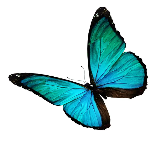 Tyrkysový motýl, izolované na bílém — Stock fotografie