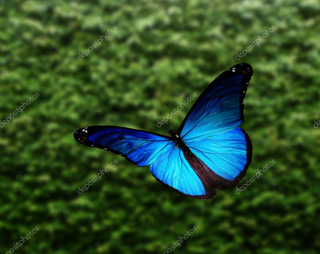 flying blue butterfly