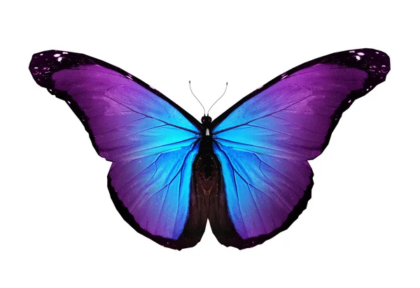 Mariposa violeta volando, aislada en blanco — Foto de Stock