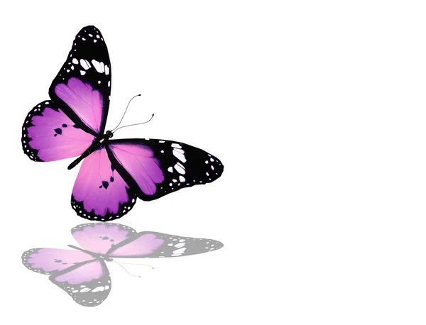 Papillon violet, isolé sur blanc — Photo