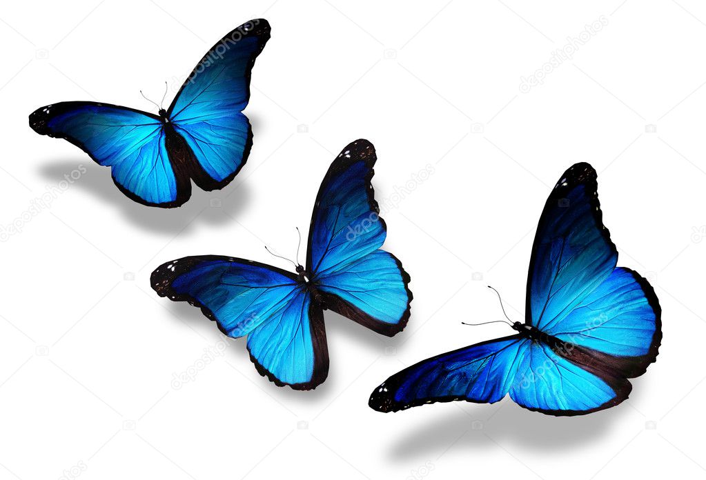 Three blue butterflies flying, isolated on white