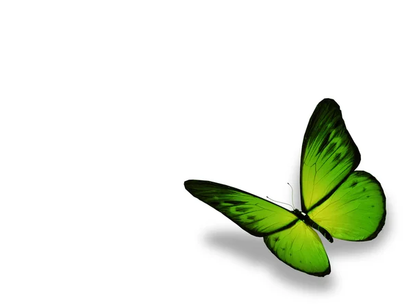 흰색 배경에 고립 된 녹색 나비 — 스톡 사진