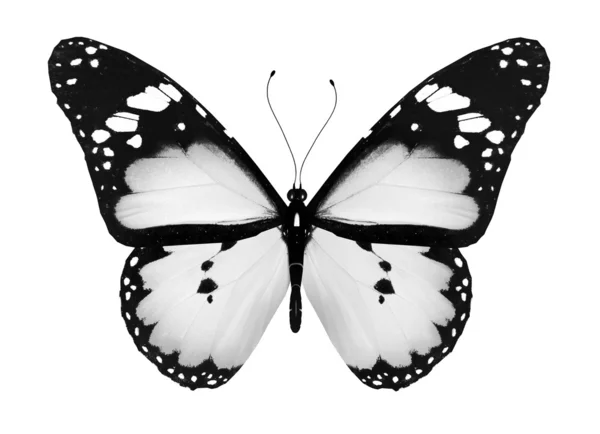 Mariposa gris, aislada en blanco —  Fotos de Stock