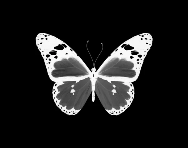 Ночная бабочка, изолированная на черном — стоковое фото