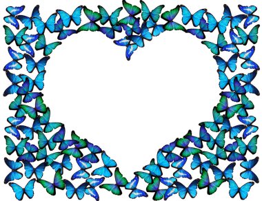 Many blue butterflies make frame of heart on white