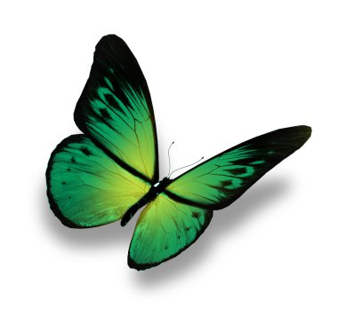 beyaz izole yeşil kelebek