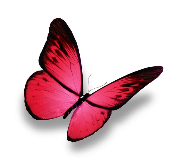 Růžový motýl, izolované na bílém — Stock fotografie