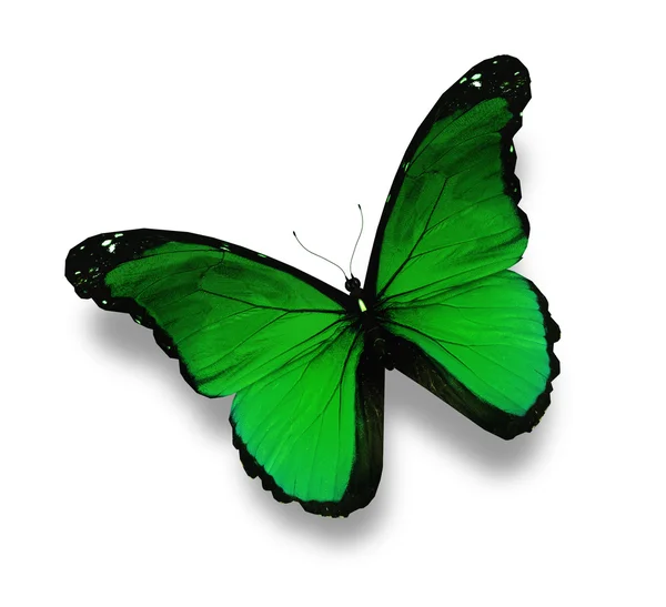 Zelený motýl, izolované na bílém — Stock fotografie