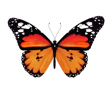 Orange butterfly, isolated on white background clipart