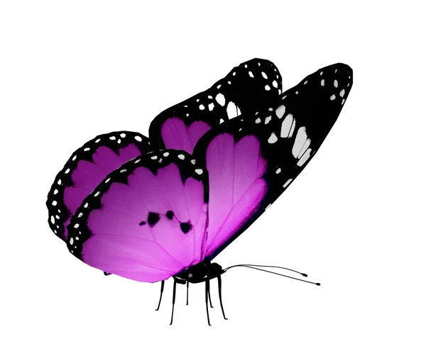 Fioletowy motyl, na białym tle — Zdjęcie stockowe