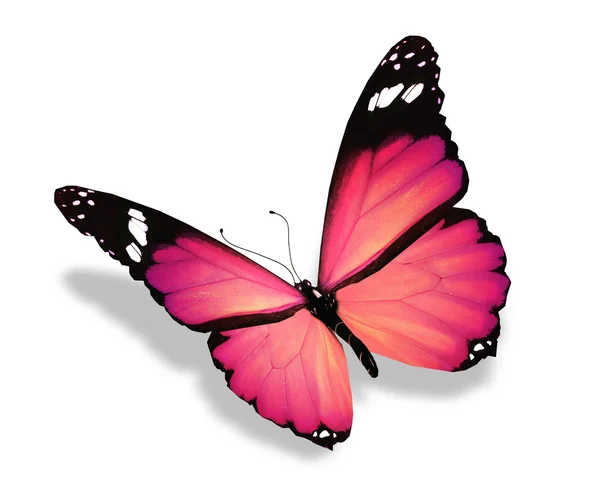 Mariposa rosa, aislada en blanco — Foto de Stock