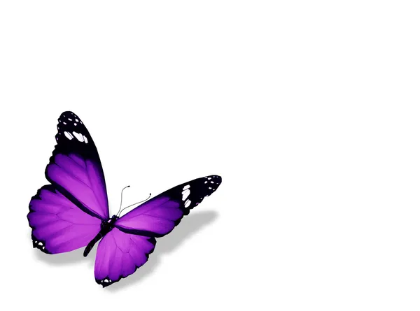 Papillon violet, isolé sur blanc — Photo