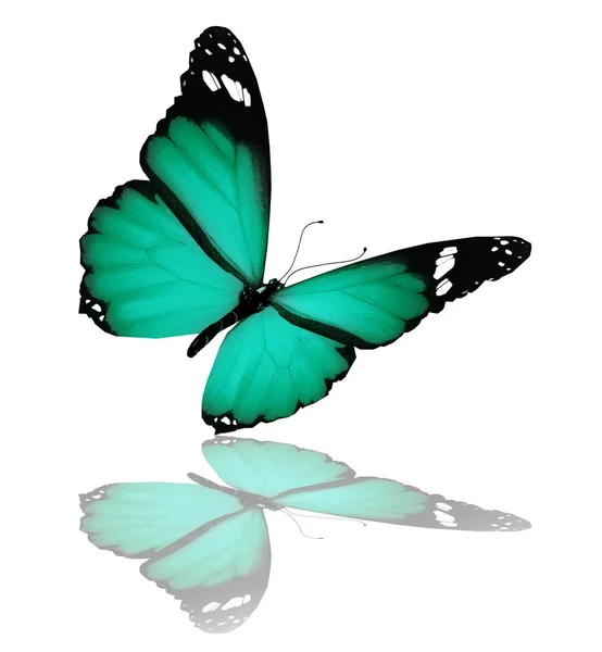 Papillon vert, isolé sur fond blanc — Photo