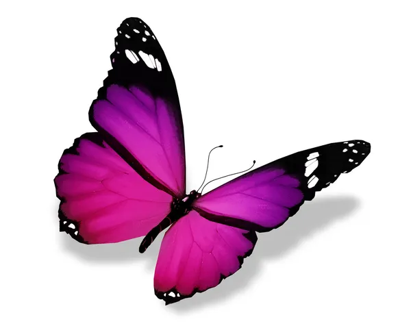 Fialový motýl, izolované na bílém — Stock fotografie