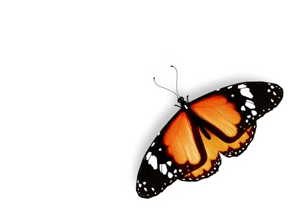Orange butterfly, isolated on white background — Stock Photo, Image