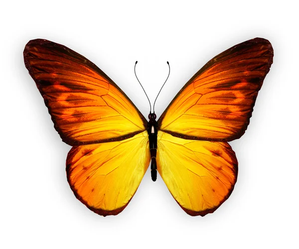Farfalla arancione, isolata su sfondo bianco — Foto Stock