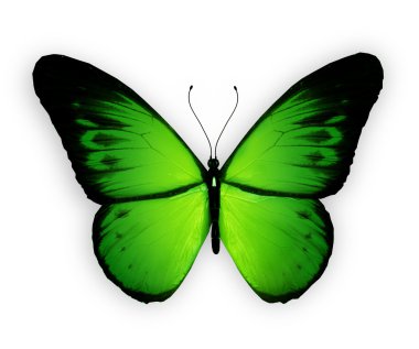 Beyaz arka plan üzerinde izole yeşil kelebek