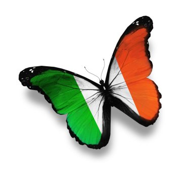 Irish flag butterfly, isolated on white clipart