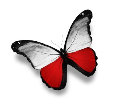 Polish flag butterfly, isolated on white clipart