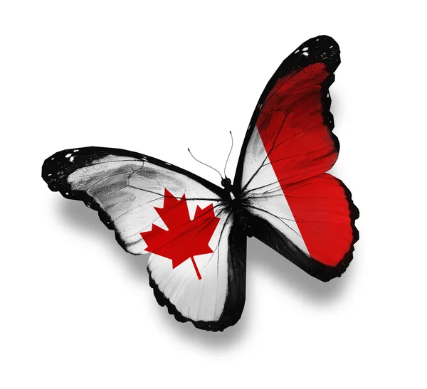Canadian flag butterfly, isolated on white — Stock Photo, Image
