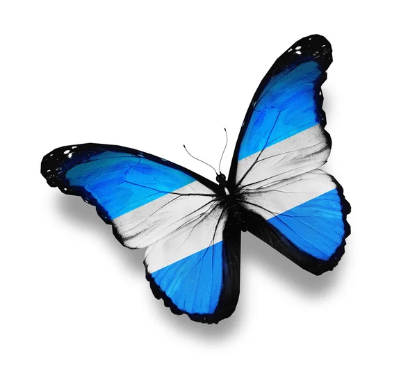 Аргентинский флаг бабочки, изолированные на белом — стоковое фото