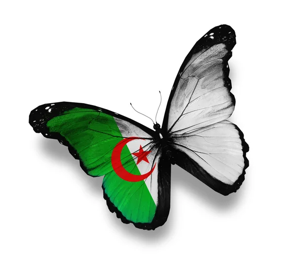 Алжирский флаг бабочка, изолированная на белом — стоковое фото