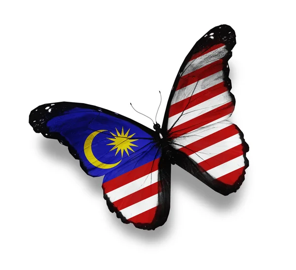 Malaysian flag butterfly, isolated on white — Stock Photo, Image