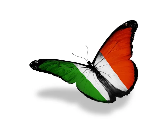 Irish flag butterfly flying, isolated on white background — Stock Photo, Image
