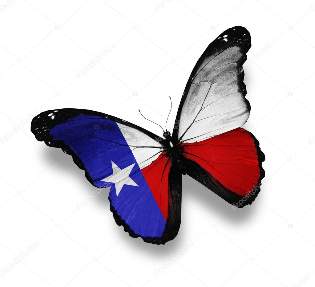 Texas flag butterfly, isolated on white